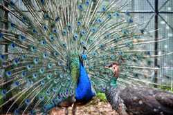 A peacock and peahen