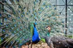 A peacock and peahen