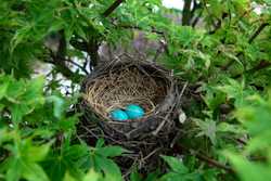 Two blue eggs in a bird's nest